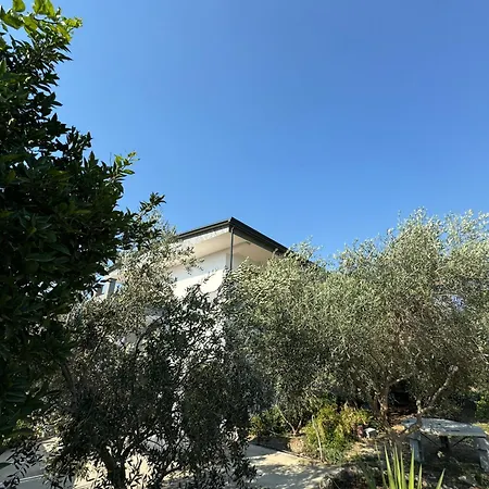 Aloju Vlore
